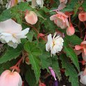 Begonia odorata